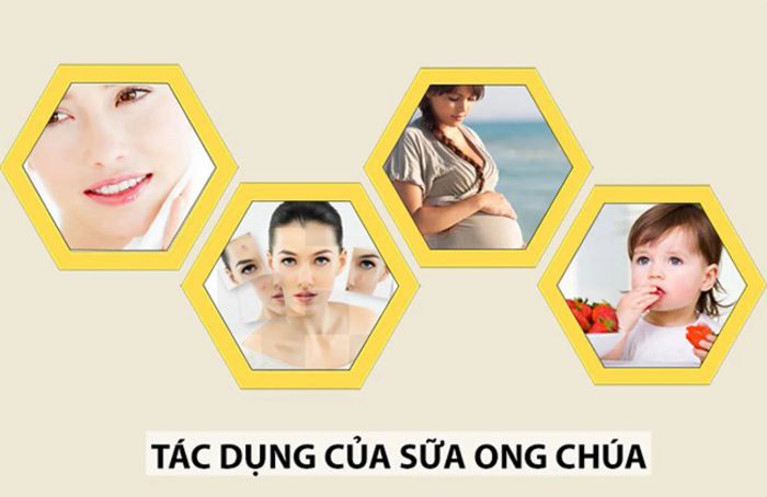 Sữa ong chúa có tác dụng tăng cường sức khỏe và làm đẹp da.