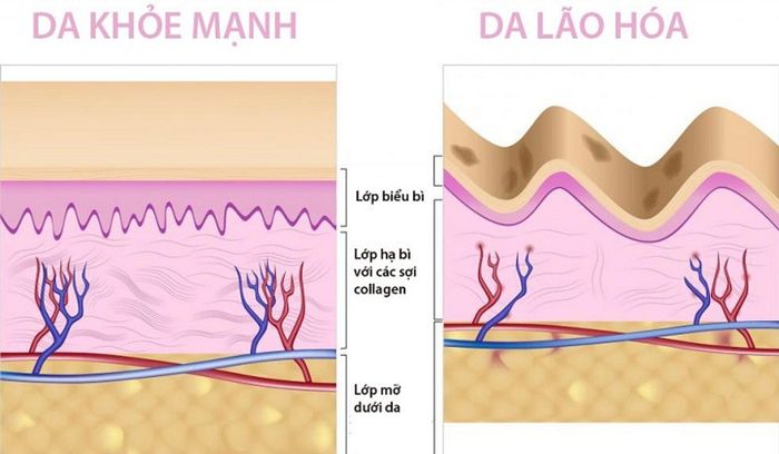 Collagen giúp cải thiện dấu hiệu lão hóa trên da.