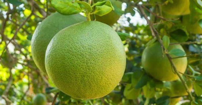 mẹo dân gian chữa ốm nghén với quả bưởi