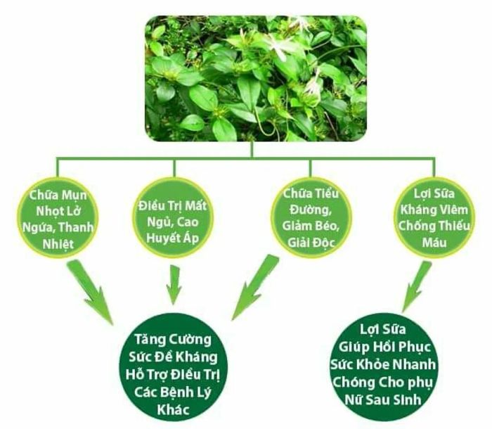 Công dụng của chè vằng