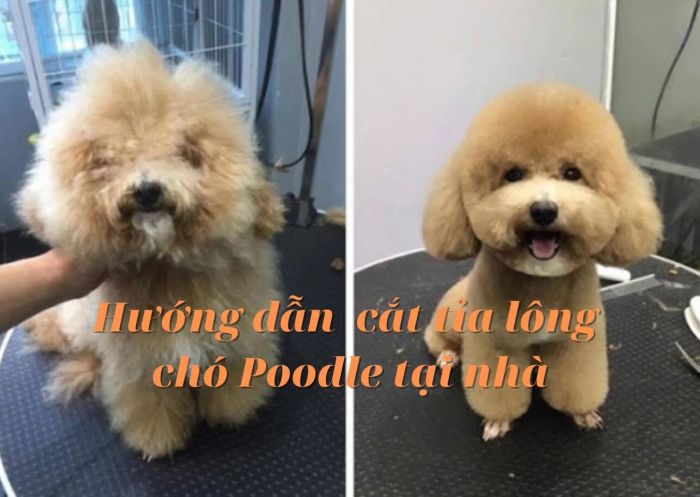 Cắt tỉa lông chó Poodle tại nhà đơn giản và dễ thực hiện