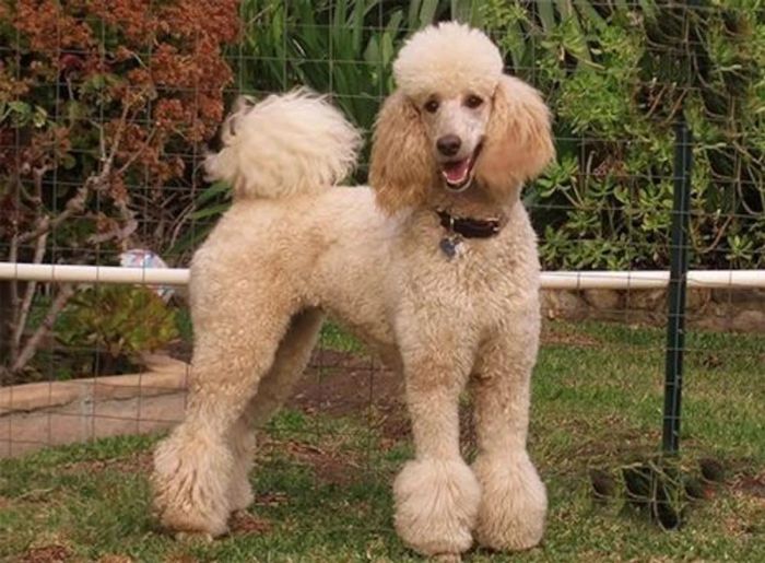 Cách tỉa lông chó Poodle theo phong cách Kiểu Thần Tiên