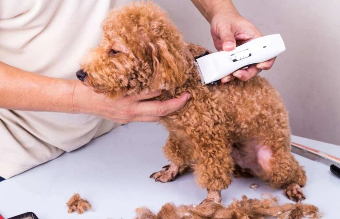 Sử dụng tông đơ tạo kiểu để cắt tỉa lông chó Poodle trở nên đẹp hơn