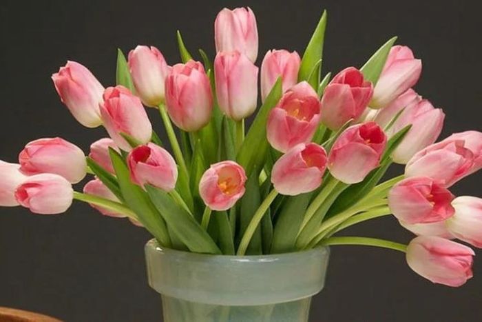 Cắm hoa 20/11 với hoa Tulip tươi sáng