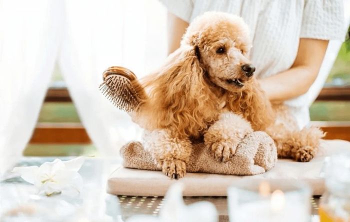 Sử dụng lược chải lông xù chuyên nghiệp để cắt tỉa lông chó Poodle đẹp