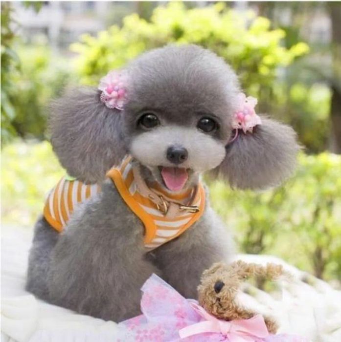 Tạo kiểu lông cho chó Poodle theo phong cách công chúa