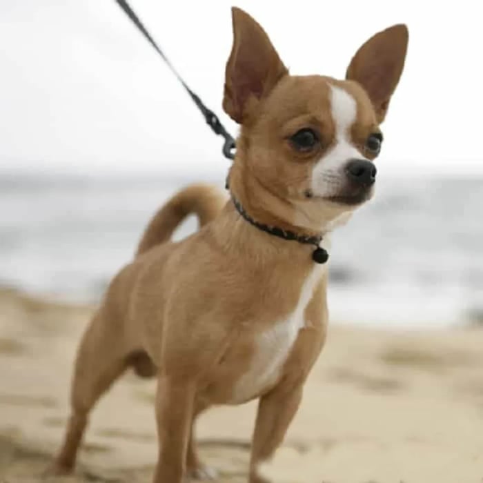 Chó Chihuahua