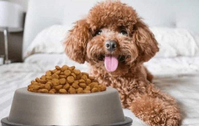 Top 13 thực phẩm cho chó Poodle giúp lông bóng mượt và dinh dưỡng nhất
