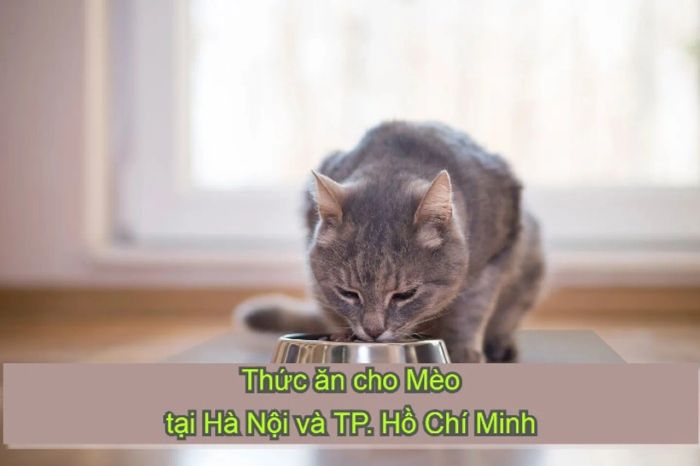 Địa chỉ uy tín bán thức ăn cho mèo ở Hà Nội và TP. Hồ Chí Minh