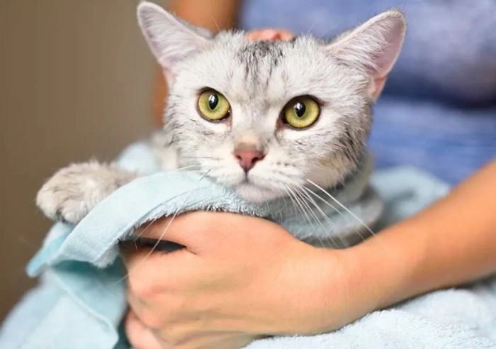 Mèo cũng cần được tắm để duy trì sức khỏe tốt.