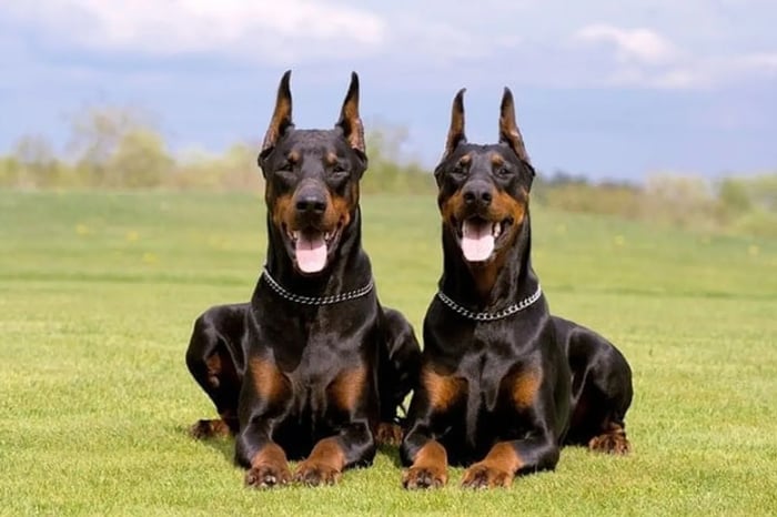 Chó Doberman