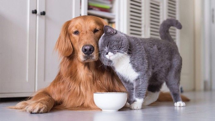 Chăm sóc thú cưng vào những ngày nắng nên đưa chúng vào nhà hoặc nơi mát mẻ