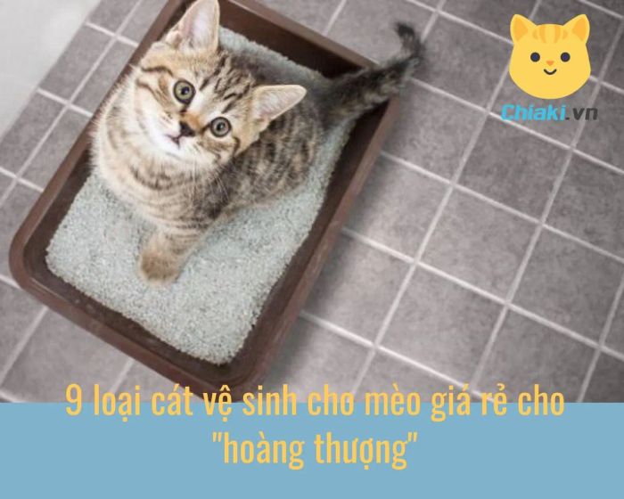 Xem xét và đánh giá những loại cát vệ sinh cho mèo giá rẻ nhưng được yêu thích nhất hiện nay