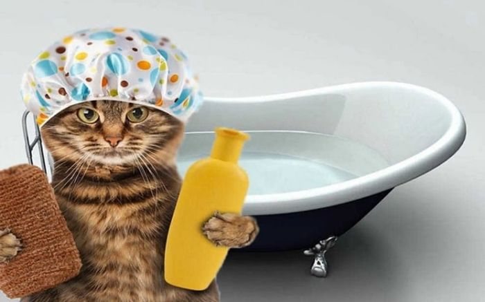 Chọn sữa tắm dành riêng cho da mèo