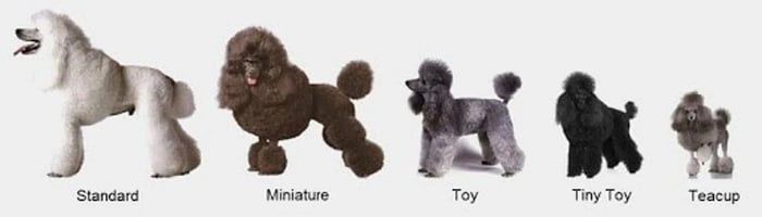 Poodle Sống Trung Bình từ 12 đến 15 Năm