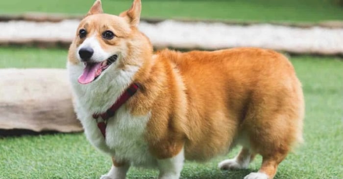 Chó Corgi