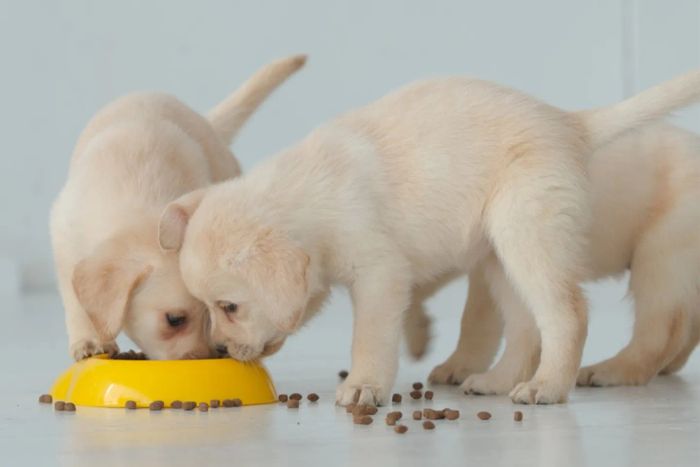 Để đảm bảo chăm sóc cho chó con một cách tốt nhất, hãy lựa chọn ngay 10 sản phẩm thức ăn sau đây