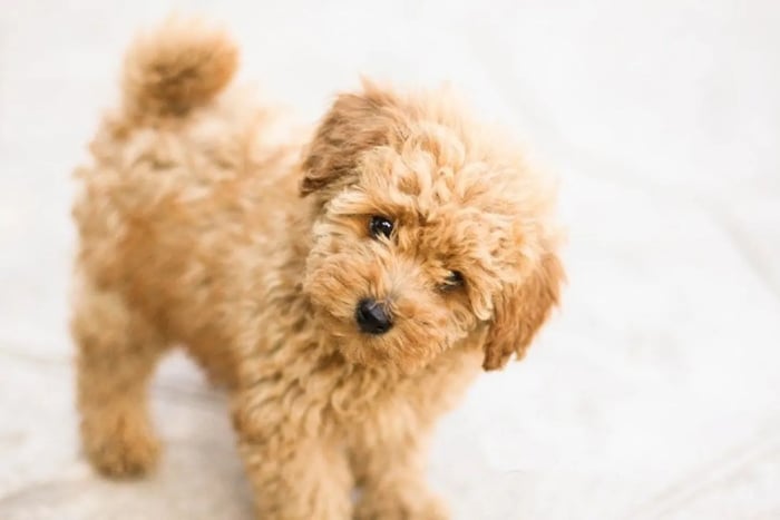 Tuổi thọ của chó Poodle