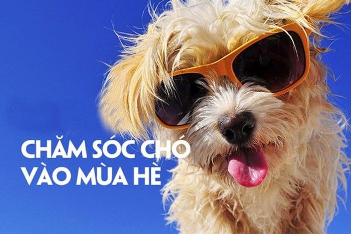 16 Phương pháp chăm sóc thú cưng trong mùa hè bạn nên biết