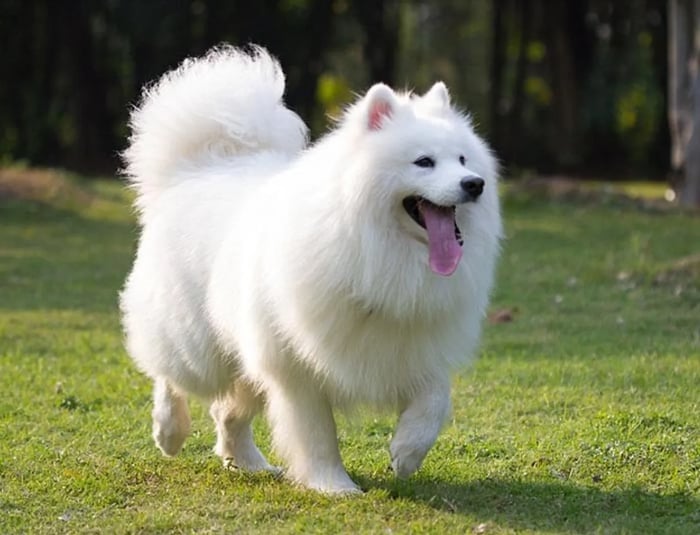 Chó Samoyed