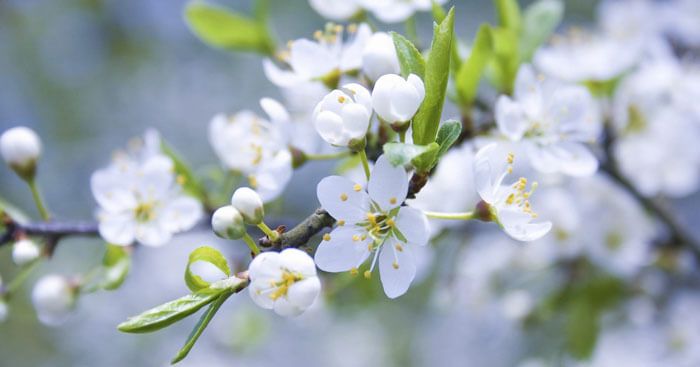 Soạn bài Mùa hoa mận