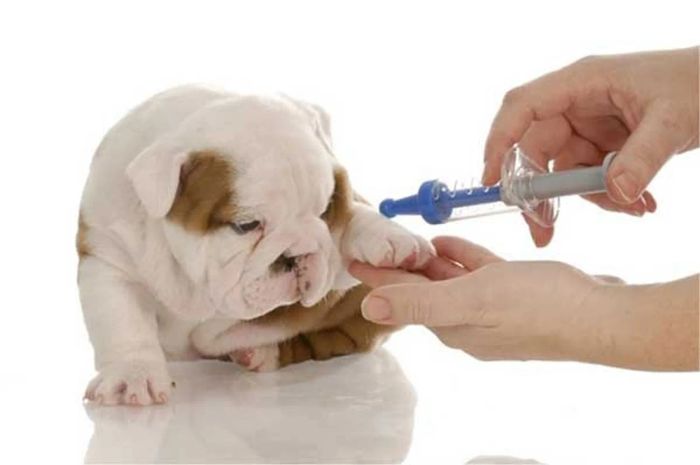 Tiêm phòng cho thú cưng để tránh bệnh tật