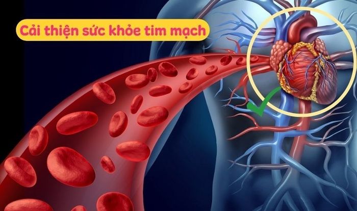 Lecithin từ đậu nành giúp cải thiện sức khỏe tim mạch