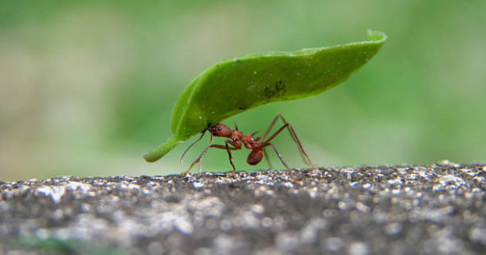 Giải thích câu tục ngữ Có chí mới nên