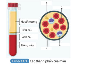 Hình 33.1