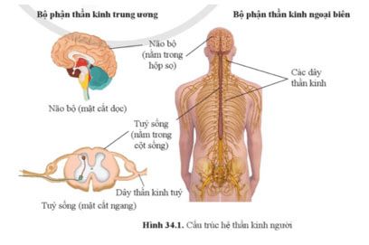 Hình 34.1