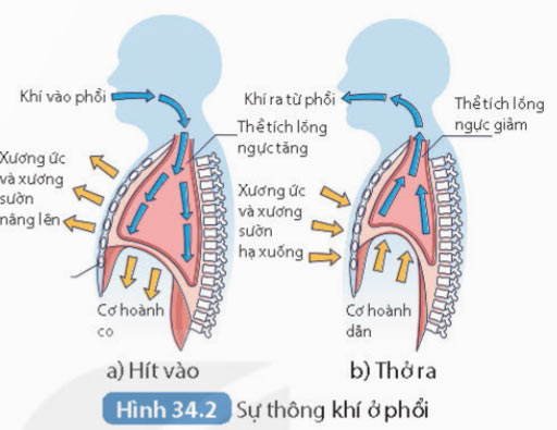 Hình 34.2