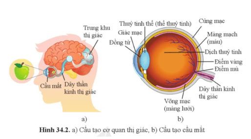 Hình 34.2