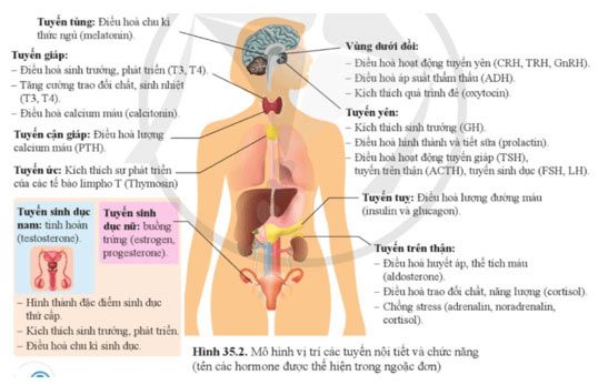 Hình 35.2