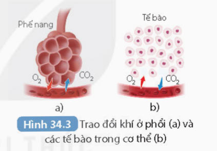 Hình 34.3