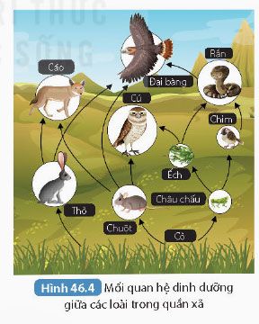 Hình 46.4