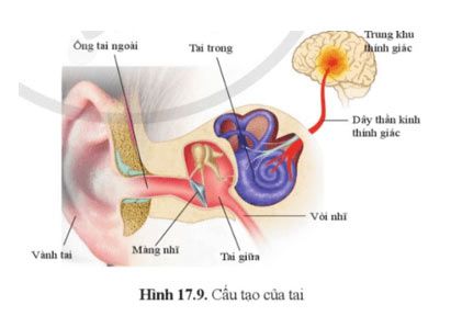 Hình 17.9