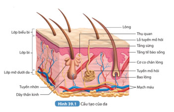 Hình 39.1