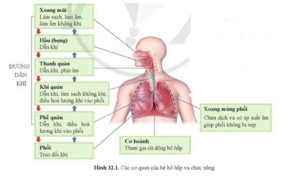 Hình 32.1