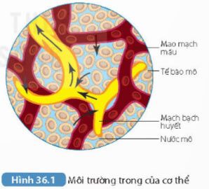 Hình 36.1