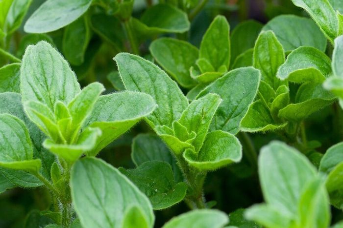 Lá oregano là một trong những loại thực phẩm làm mất sữa mẹ sau sinh.