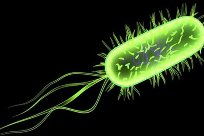 Số vi khuẩn Listeria trong đồ hộp có thể khá cao