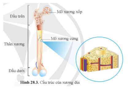 Bức tranh 28.3