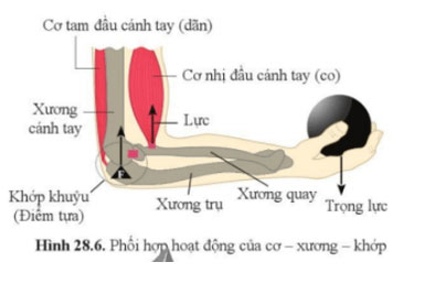 Bức tranh 28.6