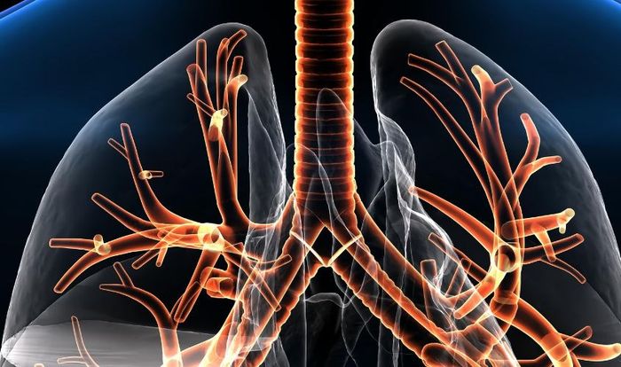 Tác dụng làm sạch cơ quan hô hấp của tổ yến chưng đông trùng hạ thảo