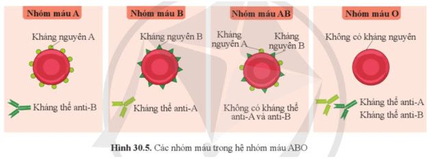 Hình vẽ 30.5