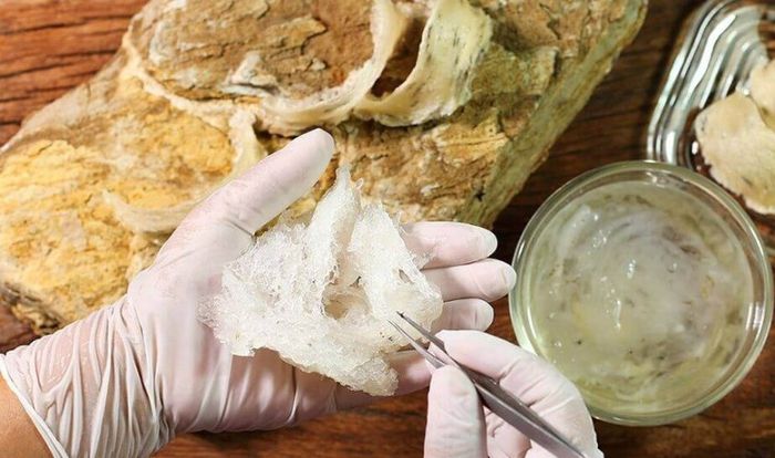 Yến sơ chế là sản phẩm của yến thô sau khi loại bỏ lông và tạp chất