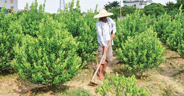 Miêu tả bố em đang làm vườn - Hình 1