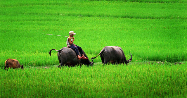 Tham khảo bài miêu tả con trâu đang thưởng thức cỏ