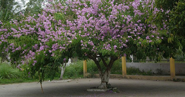 Mô tả cây bằng lăng tại sân trường