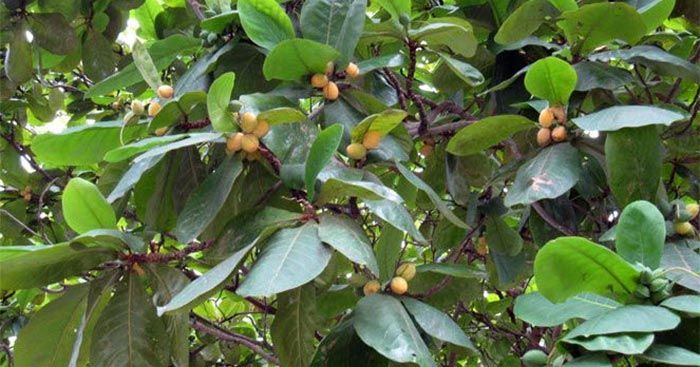 Miêu tả cây cối